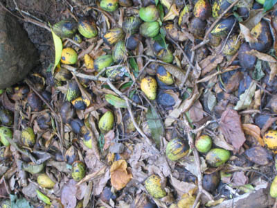mango_graveyard.jpg