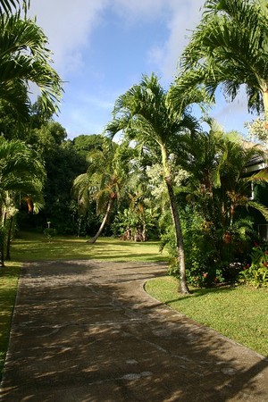 Coconuts